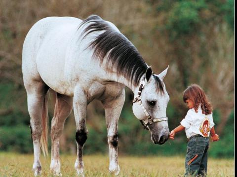 Haras Ana Dantas - Roxão Ze Vasconcellos Metal Sculptures - Ze Vasconcellos Metal Sculptures - Metal Sculptures - Campinas - São Paulo - Brasil - 10